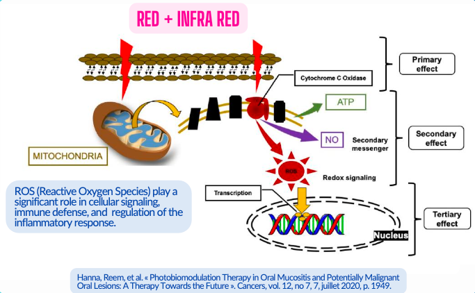 Schéma du mécanisme cellulaire de la photobiomodulation : la lumière rouge et infrarouge active la Cytochrome C Oxydase mitochondriale, qui produit de l'ATP, du NO et des ROS (Reactive Oxygen Species) — cascade d'effets primaires, secondaires et tertiaires aboutissant à la régulation de l'inflammation et à la signalisation cellulaire.